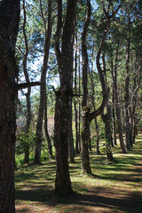 Landscape of Natural green rainforest park