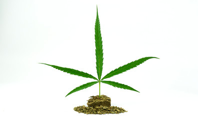 Green cannabis leaves onÂ Dry and trimmed cannabis marijuana buds isolated on white background..