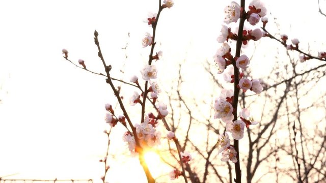 Branches of blossoming apricot tree or cherry tree, in sunset swinging in wind in garden. Back lit. Close-up.