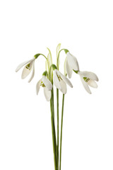 Spring tender snowdrops isolated on white background. Delicate art for congratulations on birthday or wedding.
