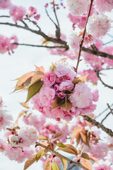 Fototapeta na wymiar branch of blossom pink cherry or sakura in garden, vertical outdoors stock photo image