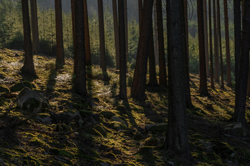 Needles forest with sun on slope of Klet hill in south Bohemia