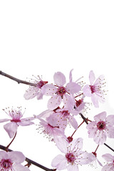 beautiful fresh spring pink cherry tree flowers