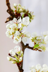 Blooming branches of apple tree in spring