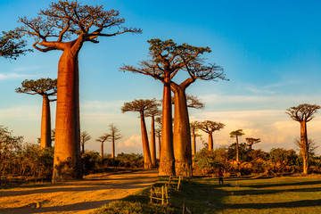 Beautiful Baobab trees at sunset at the avenue of the baobabs in Madagascar