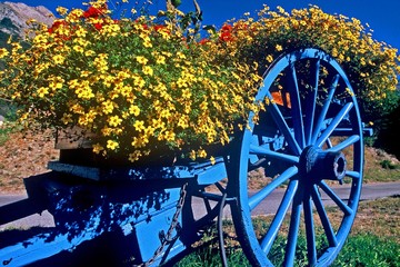 CHARETTE FLEURIE MERCANTOUR