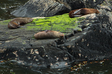 Fur seals at Milford Sound in Fiordland National Park in Southland on South Island of New Zealand
