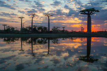 Beautiful Baobab trees at sunset at the avenue of the baobabs in Madagascar