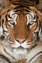 regard perçant d'un tigre en gros plan