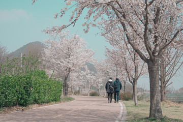 Fototapeta premium Beautiful cherry blossom sakura in spring time over blue sky.
