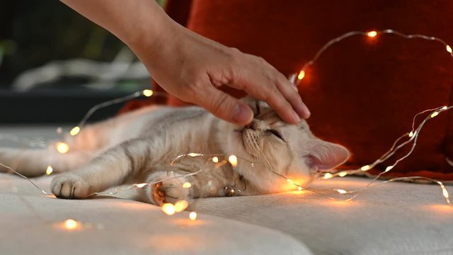 The human hand gently rubbed the cat's head. British shorthair kitten silver color was sleeping on a bed decorated with many small lights,  in the Christmas concept.