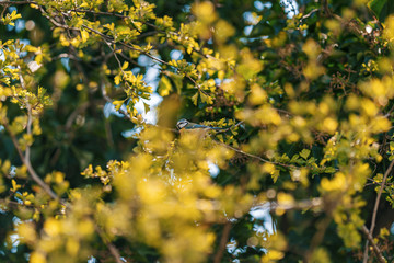colorful little bird sits in spring tree

