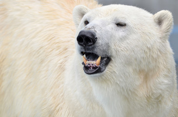 Obraz na płótnie Canvas portrait of a polar bear