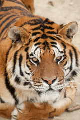 regard perçant d'un tigre en gros plan