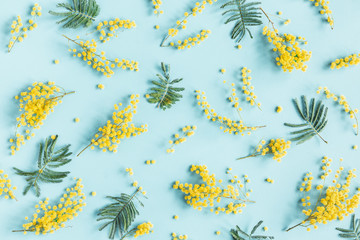 Flowers composition. Mimosa flowers on blue background. Spring concept. Flat lay, top view