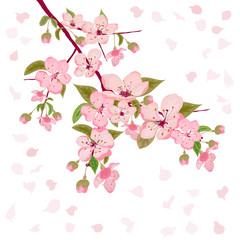 A branch of the cherry tree blooms. Cherry blossom branch. Cherry blossom bouquet. Digital drawing, multi- color. Cherry blossoms are light pink.