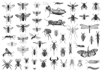 Fotobehang Insects biodiversity collection / vintage illustration from Brockhaus Konversations-Lexikon 1908 © Hein Nouwens