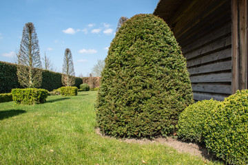 Taxus baccata. Evergreen trimmed coniferous tree in back yard of Belgian garden. 