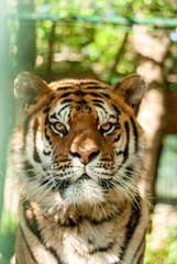 regard perçant d'un tigre en gros plan