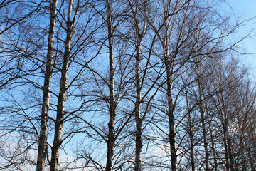 Fototapeta na wymiar Grove of birch trees against the blue sky
