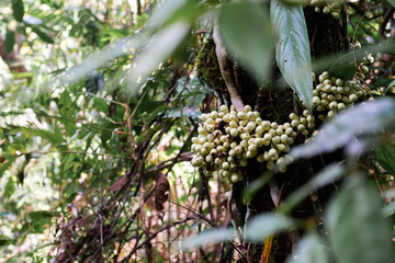 Hanging berry plant in daintree rainforest, australia