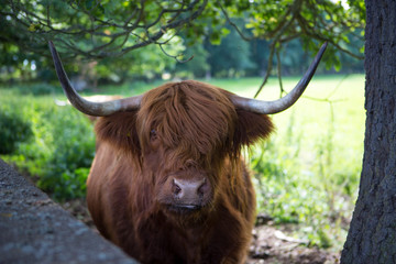 Highlander cow