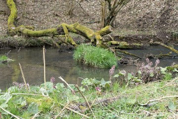 spring on a creek in the forest