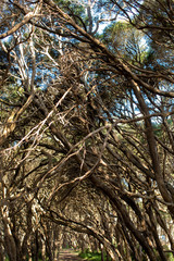 View of native forest trees over a bush track