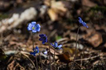 Spring flowers. The first spring blue flowers bloom in the forest. Blue snowdrops