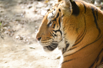 gros plan sur le visage d'un tigre calme et beau