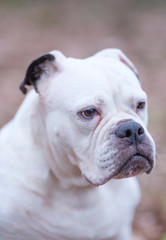 Obraz premium A white and brown English Bulldog dog head portrait with funny expression in face, selective focus, focus on eye