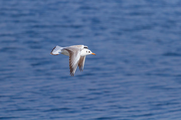 Fototapeta na wymiar Seagull soars in flight