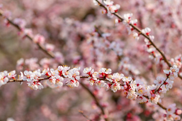 Blooming cherry tree