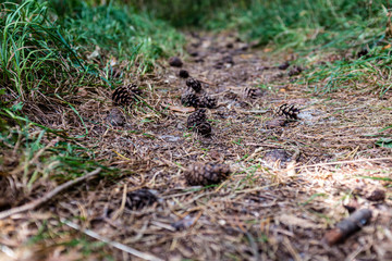 Pine cones on Rügen, Germany
