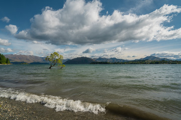 Wanaka, New Zealand - January 12, 2020 : The famous Wanaka tree at Lake Wanaka on a sunny morning