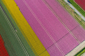 Buntes Tulpenfeld in den Niederlanden aus der Luft