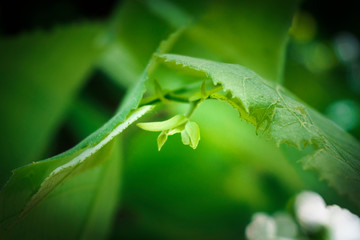 Blooming blossom between green leaves