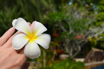 closeup of white flower plumeria on a green background