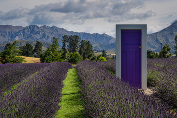 Wanaka Lavender farm, Wanaka, New Zealand - January 12, 2020 : The purple door on the Lavender Farm...