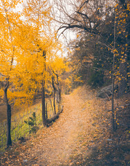 Mystic trail/street with trees with yellow leaves