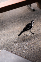 Magpie running to the right on concrete ground