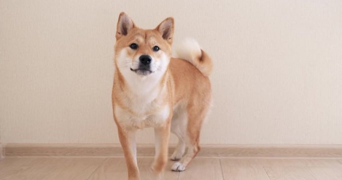 A cute dog, Shiba Inu, sits on the floor, looks in different directions, then leaves. Portrait of a dog on camera.