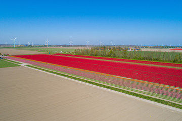 Buntes Tulpenfeld in den Niederlanden aus der Luft
