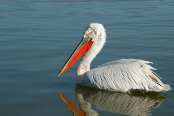 Single white pelican bird in the lake with blue water.