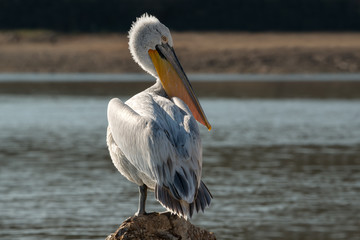 Young Dalmatian Pelican (Pelecanus crispus) bird perched on a rock near a lake. Natural wildlife background.