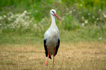 White stork bird (Ciconia ciconia)walking in background of  meadow with green grass and flowers.