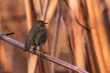 European Robin bird (Erithacus rubecula) perched on  beautiful backdrop of orange colored reeds.