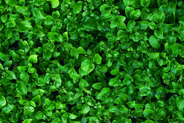 Fototapeta na wymiar Natural green background of green leaves. Leaves texture background.