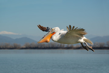 Pelican bird flying over a lake with fish in it's the beak against the backdrop of a snowy mountain. Dalmatian pelican (Pelecanus crispus)