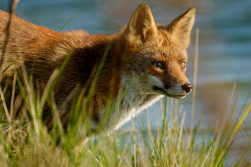 Fototapeta premium A magnificent wild Red Fox, hunting for food to eat in the long grass, water in background, headshot